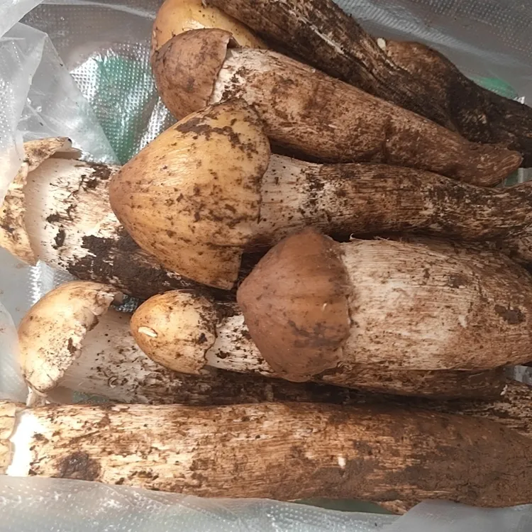 鸡枞菌云南野生鸡枞菌野山菌黄皮鸡枞当季商用鲜活顺丰空运新鲜