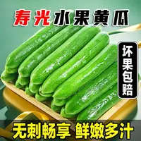 【H】精品山东寿光水果黄瓜新鲜现摘无刺脆嫩当季可生吃