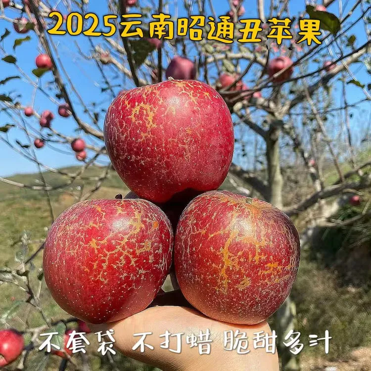 云南昭通冰糖心丑苹果脆甜多汁新鲜水果产地现摘包邮
