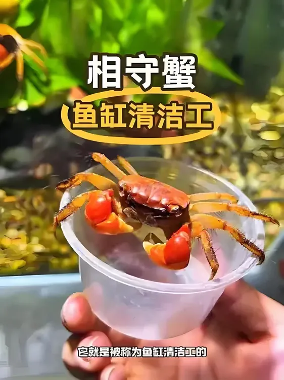红螯相手蟹相守活体观赏蟹淡水小螃蟹鱼缸除藻粪便清洁摆摊小宠物