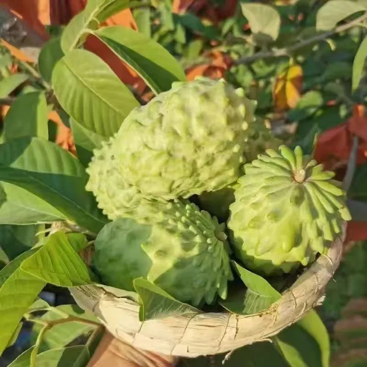 【三农通】新鲜当季牛奶释迦果热带水果香甜软糯箱装