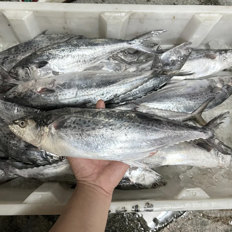 白腹马胶汕尾本港新鲜刚上岸整条发
