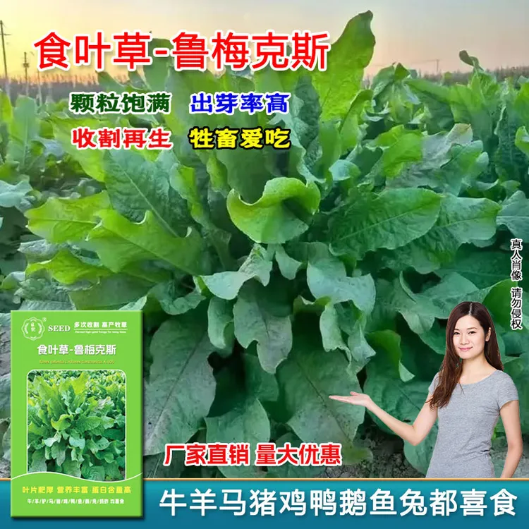 食叶草鲁梅克斯牧草种子多年生耐寒耐热四季养殖家禽家畜牧草种籽