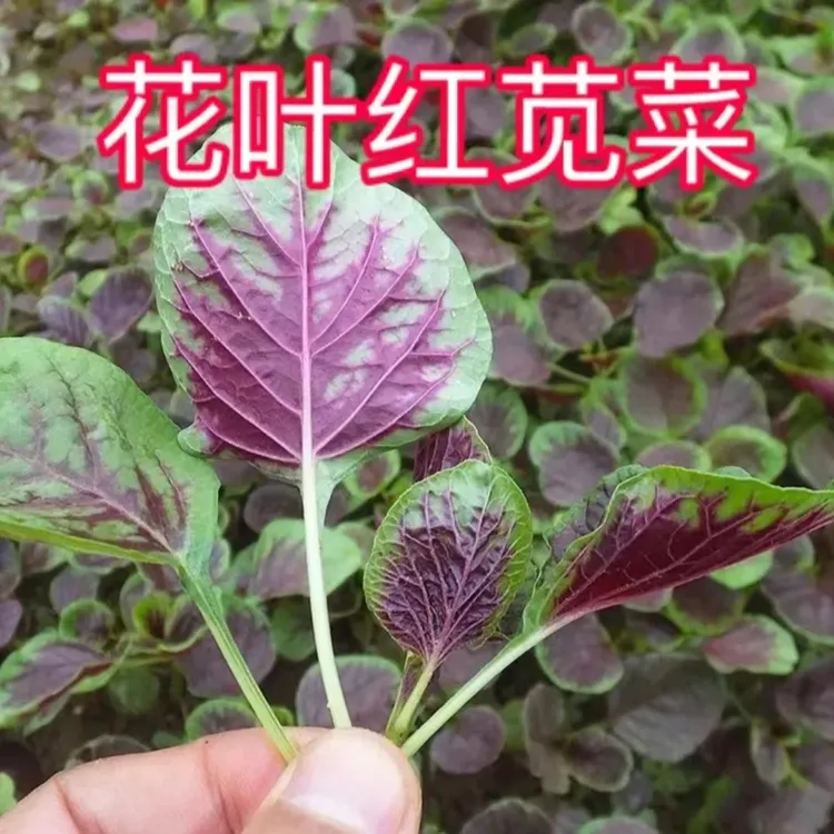 【圆花大叶红苋菜种子】红苋菜种子家庭小院种菜阳台盆栽四季种植