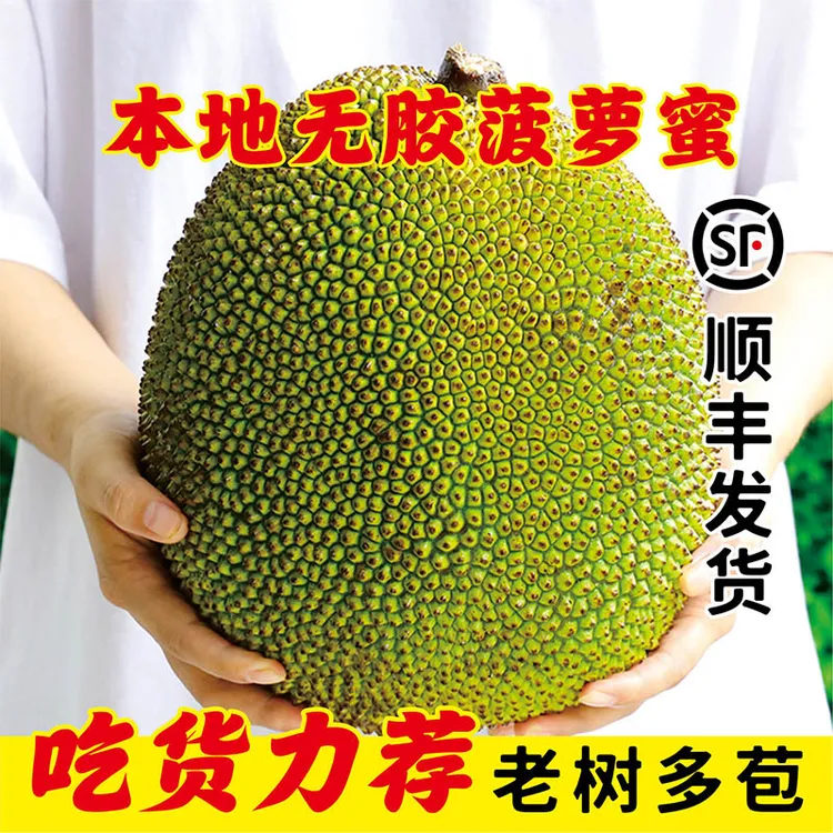 王校长顺丰包邮无胶菠萝蜜化州小珍珠菠萝爽脆香甜菠萝蜜一整个