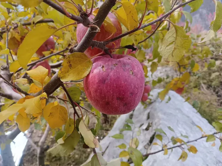 [助农冰雹果]汶川高原冰糖心苹果 有果疤 冰雹果不包售后