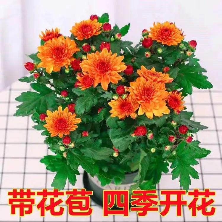【带花苞发货】荷兰菊盆栽菊花苗室内外阳台绿植好养四季耐寒花卉