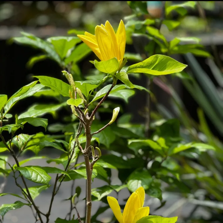 达芙妮玉兰花盆栽地栽耐寒南方北方