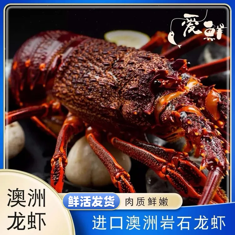 【顺丰空运，】鲜活发货澳龙澳大利亚野生大龙虾南澳岩龙虾1-8斤