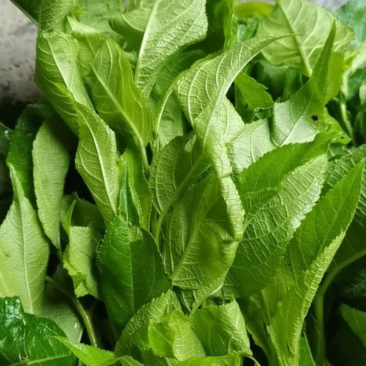 嫩杜仲叶新鲜现摘现发泡茶