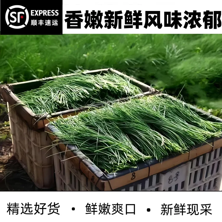 正宗内蒙沙葱新鲜净重顺丰包邮产地直销脆嫩辛香爽口菜类新鲜蔬菜