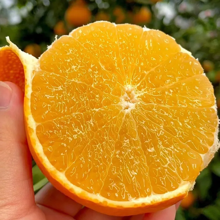 四川爱媛38号果冻橙子 果肉饱满 酸甜多汁