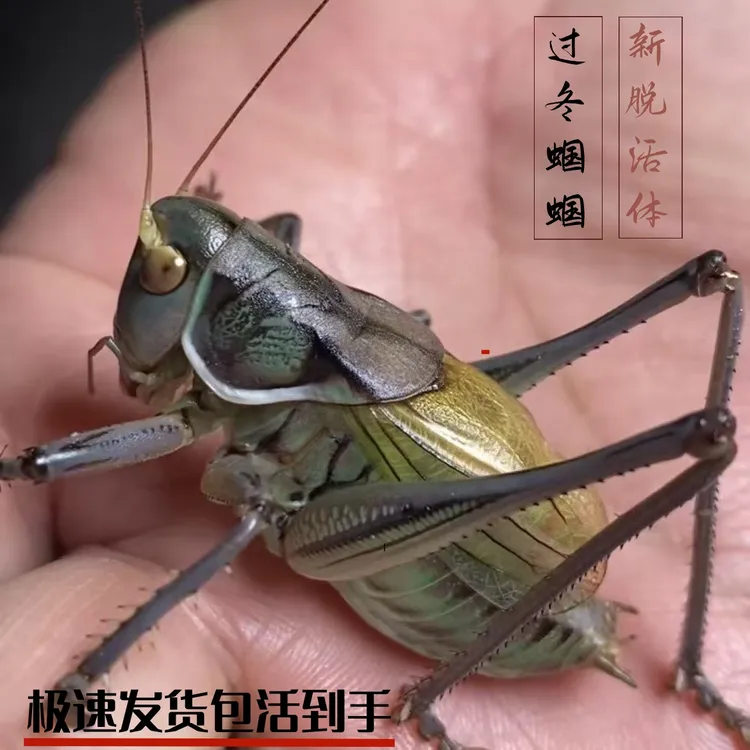 天津新脱铁蝈蝈叫声好听
