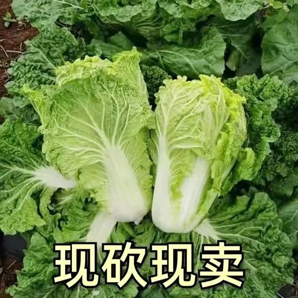（麻叶菜）贵州农家露天种植新鲜麻叶白菜青麻菜火锅菜现砍现发蔬菜