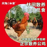 风物和家 正宗农家散养土鸡大公鸡玉米喂养200天农村笨鸡顺丰包邮