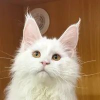 来了姊妹-纯白缅因猫-妹妹-43