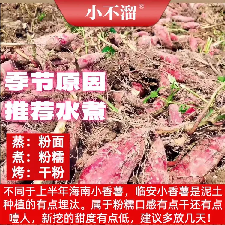 【小不溜】临安天目山小香薯5斤装50-70个/18-35个/10-15个粉糯干面
