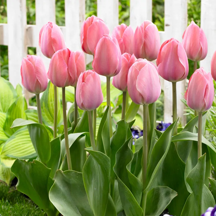 花信郁金香种球重瓣单瓣耐寒可水培土培室内外花卉盆栽仙气飘飘