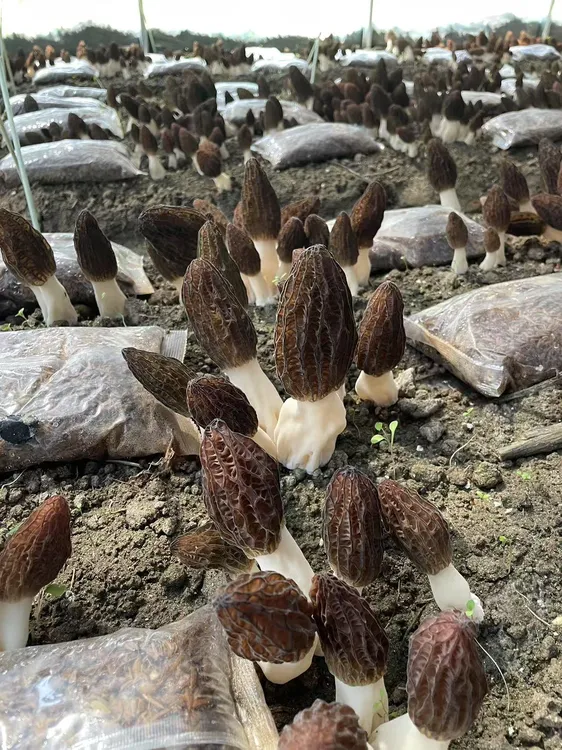 羊肚菌（新鲜采摘）