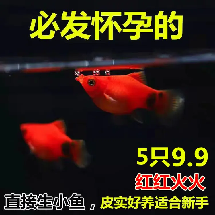 新手养殖红红火火的米奇鱼胎生鱼 小型热带观赏鱼 直接生小鱼包邮