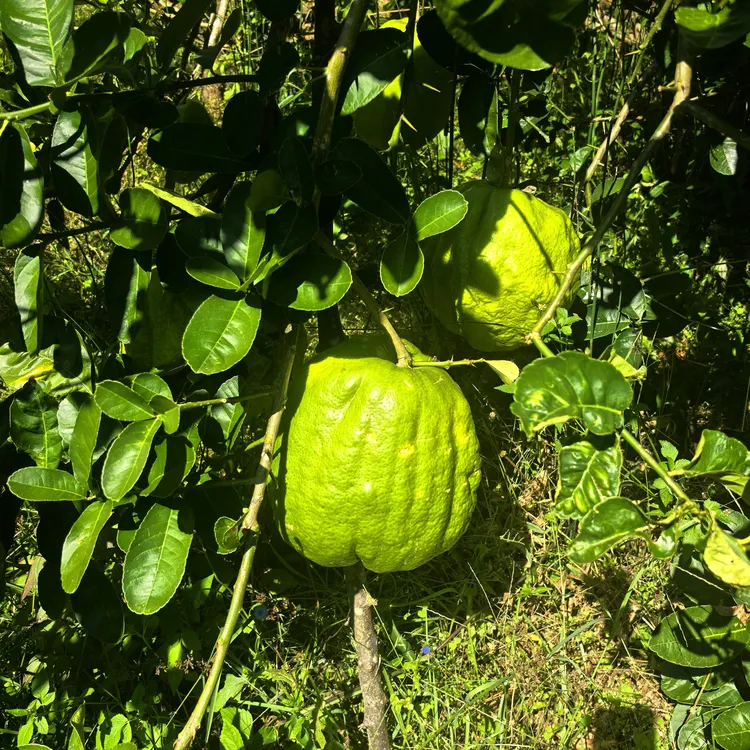 云南临沧香橼云南特产佛手柑新鲜天然车载植物香薰正宗