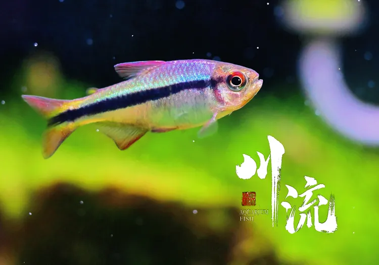 【川流AquariumFish】魔鬼类合集小型热带观赏鱼/已定水检疫