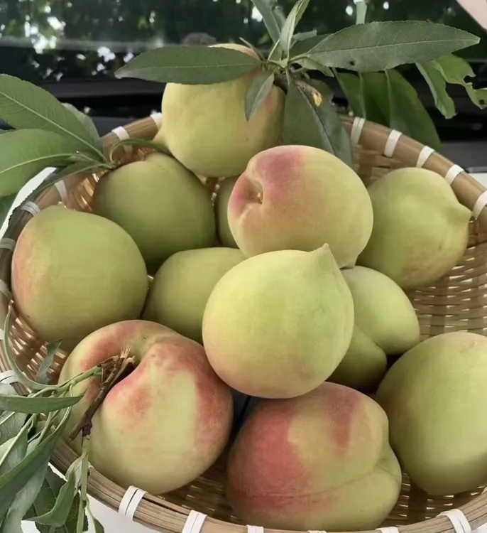当季新鲜郴州脆蜜桃脆甜时令高端水果整箱应季罕见的毛桃子水蜜桃