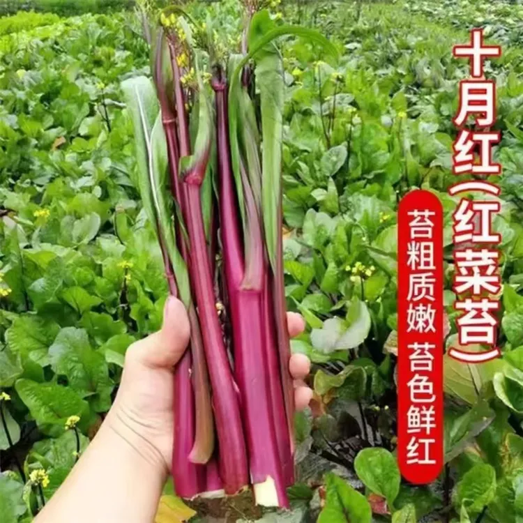 十月红菜苔红梗菜苗红彤彤菜苔早熟高产蔬菜秧苗阳台庭院种植