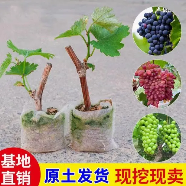 葡萄苗北南方种植果树苗葡萄树苖特大巨峰夏黑蓝宝石阳光玫瑰红提