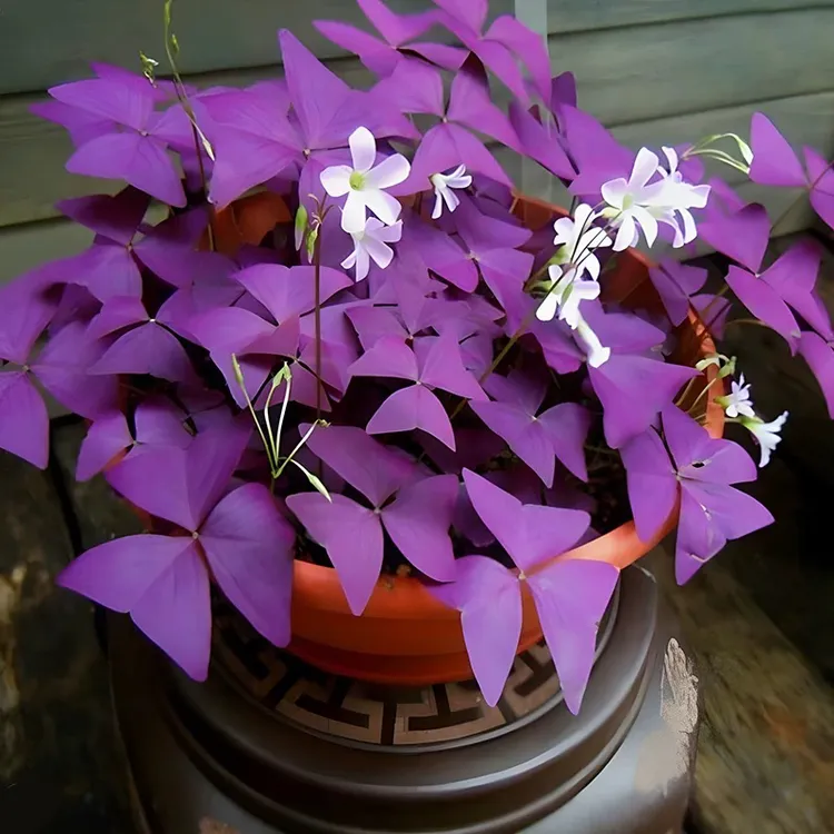 爱种花紫叶酢浆草幸运草三叶草紫蝴蝶种球盆栽球根多年生四季花卉
