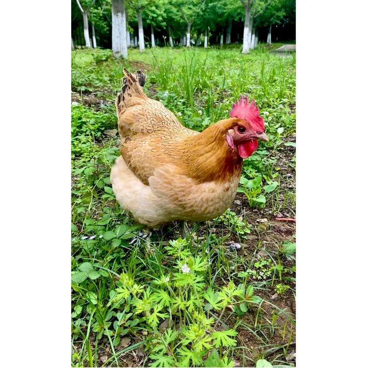 贵州农村散养一年老品种土鸡母鸡两只起拍【活体发货】