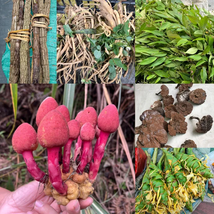 【山货类】回春草党参折耳根等贵州山货农特产1斤/件起