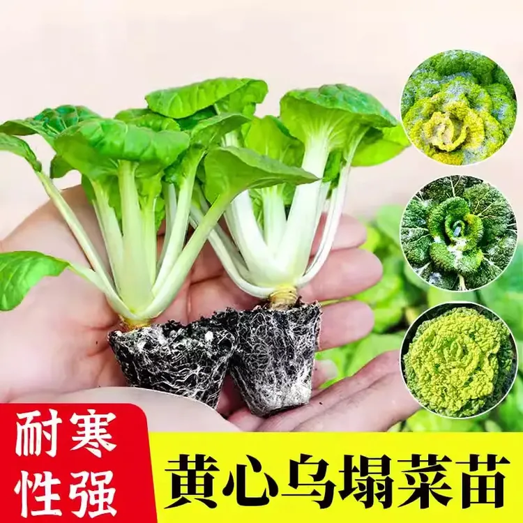 乌塌菜秧苗耐寒乌塌菜种子黑心黄芯秋季黄心菜菜苗菜苗子当季蔬菜