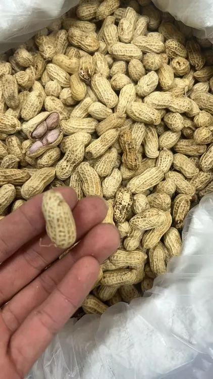 汕尾本地水煮花生日晒冬豆格