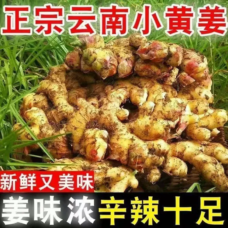 Z云南小黄姜生姜新鲜现挖现发嫩姜新姜月子姜3斤5斤批发