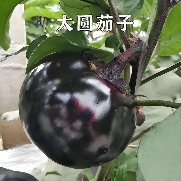 新鲜茄子蔬菜圆茄子紫色原生态自然生长自家农场现摘现发包邮