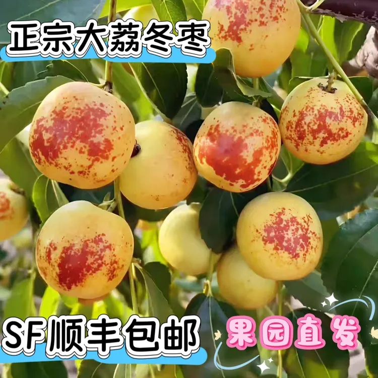 正宗陕西大荔冬枣现摘现发脆甜多汁新鲜应季水果