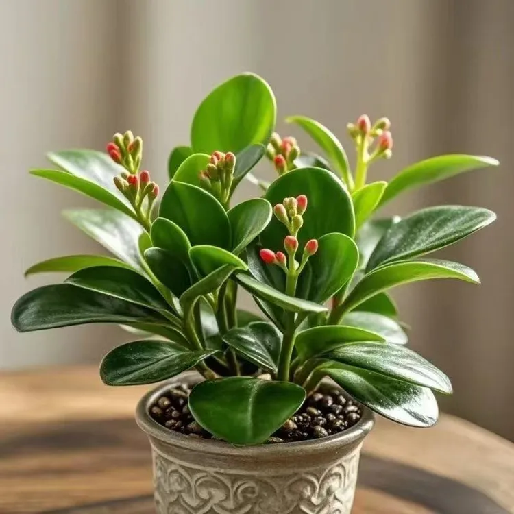 【特价抢】新品重瓣碧玉花卉绿植四季开花浓香型盆栽室内净化空气