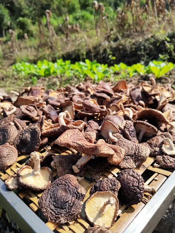 粤北乳源本地香菇 250g 500g 广东韶关特产