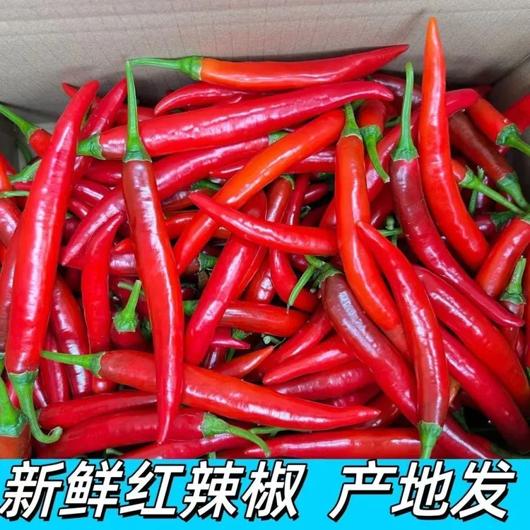 中辣美人辣椒可用于餐饮调味的蔬菜剁椒   泡椒   辣椒酱 配菜