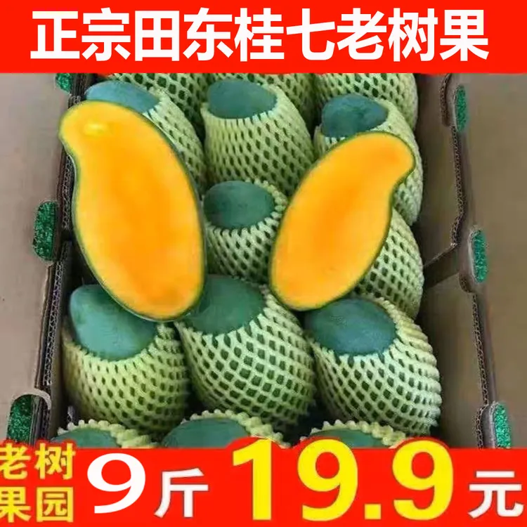 【假一赔十】正宗广西百色田东桂七芒果生态花果香芒果3/5/9斤