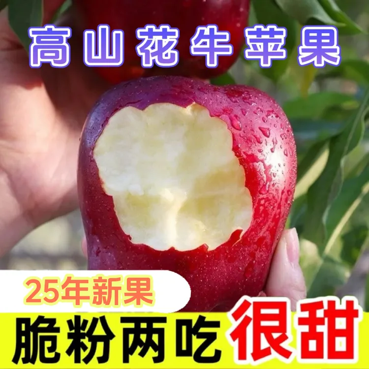甘肃天水花牛苹果现摘正宗营养头茬粉面蛇果新鲜脆甜多汁水果