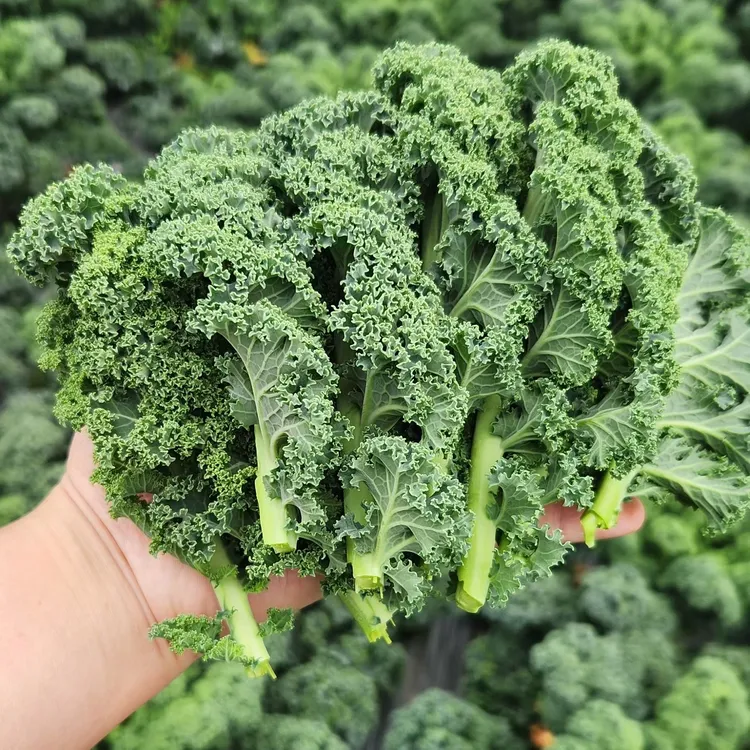 新鲜菜心羽衣甘蓝蔬菜嫩叶芥蓝菜叶雨衣kale西餐沙拉生吃榨汁