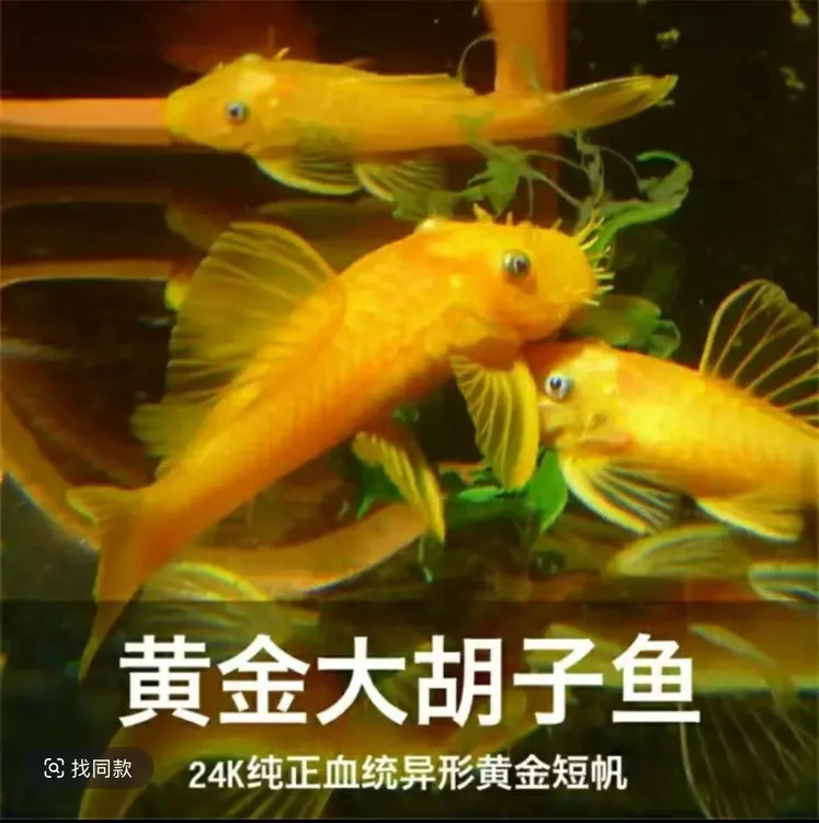 24K红眼黄金胡子鱼清道夫黄金大帆鱼异形观赏鱼除藻工具鱼
