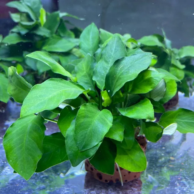 火山石牡丹水榕鱼缸造景真水草净化水质易养