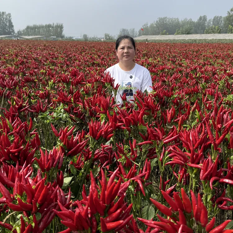 金满丰盛（椒满多）助剂