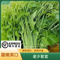 贵州佛手瓜嫩尖龙须菜洋瓜尖丝瓜尖农家自种露天应季蔬菜顺丰包邮