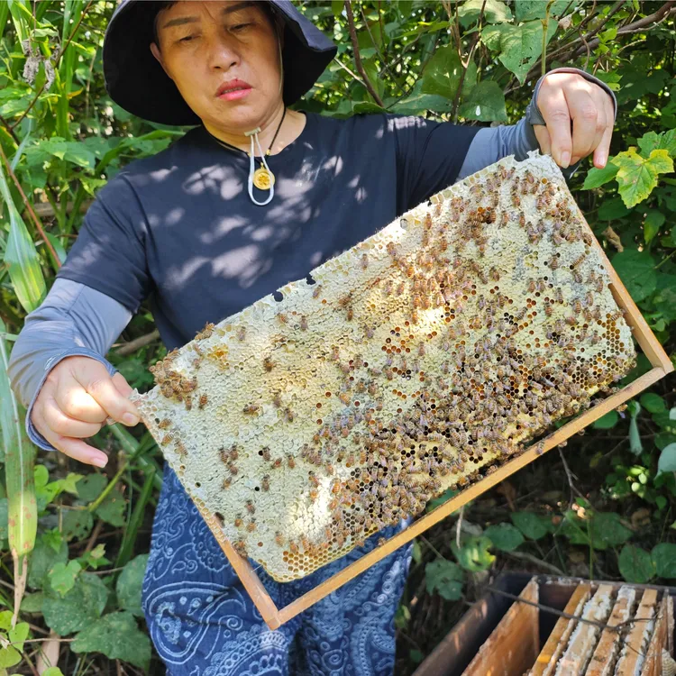 【小猪预售】大山鲜花中蜂土蜂蜜黄金山高山百花蜜农家杂花蜜