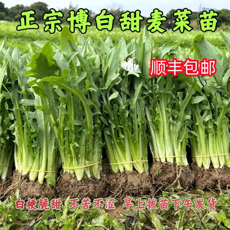 正宗广西博白甜麦菜苗易栽种新鲜带泥现拔现发软脆清甜盆栽四季栽