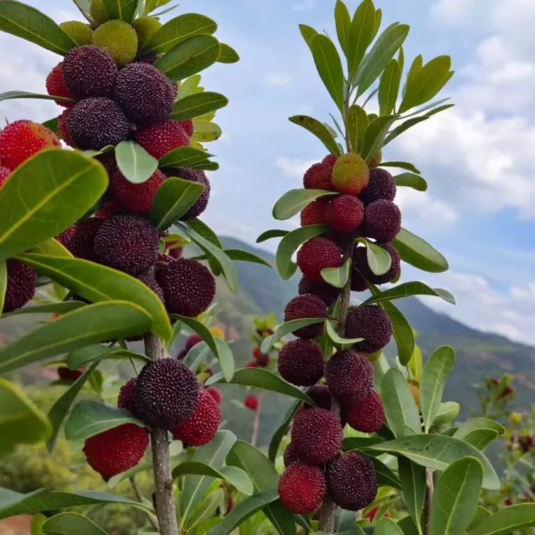东魁杨梅树树苗带土南方嫁接水晶果树果苗早熟大黑炭当年结果